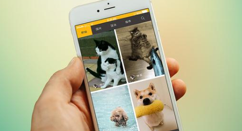 宠物领养app开发方便用户获取宠物领养资讯及领养操作