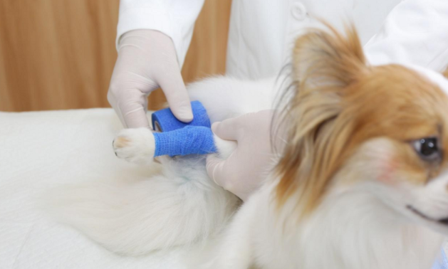 宠物医疗服务APP开发整合宠物的医疗服务资源